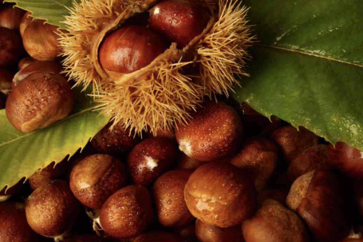 Questo alimento, oltre a essere ricco di proprietà nutritive, è protagonista di numerose ricette tipiche, dalle classiche caldarroste