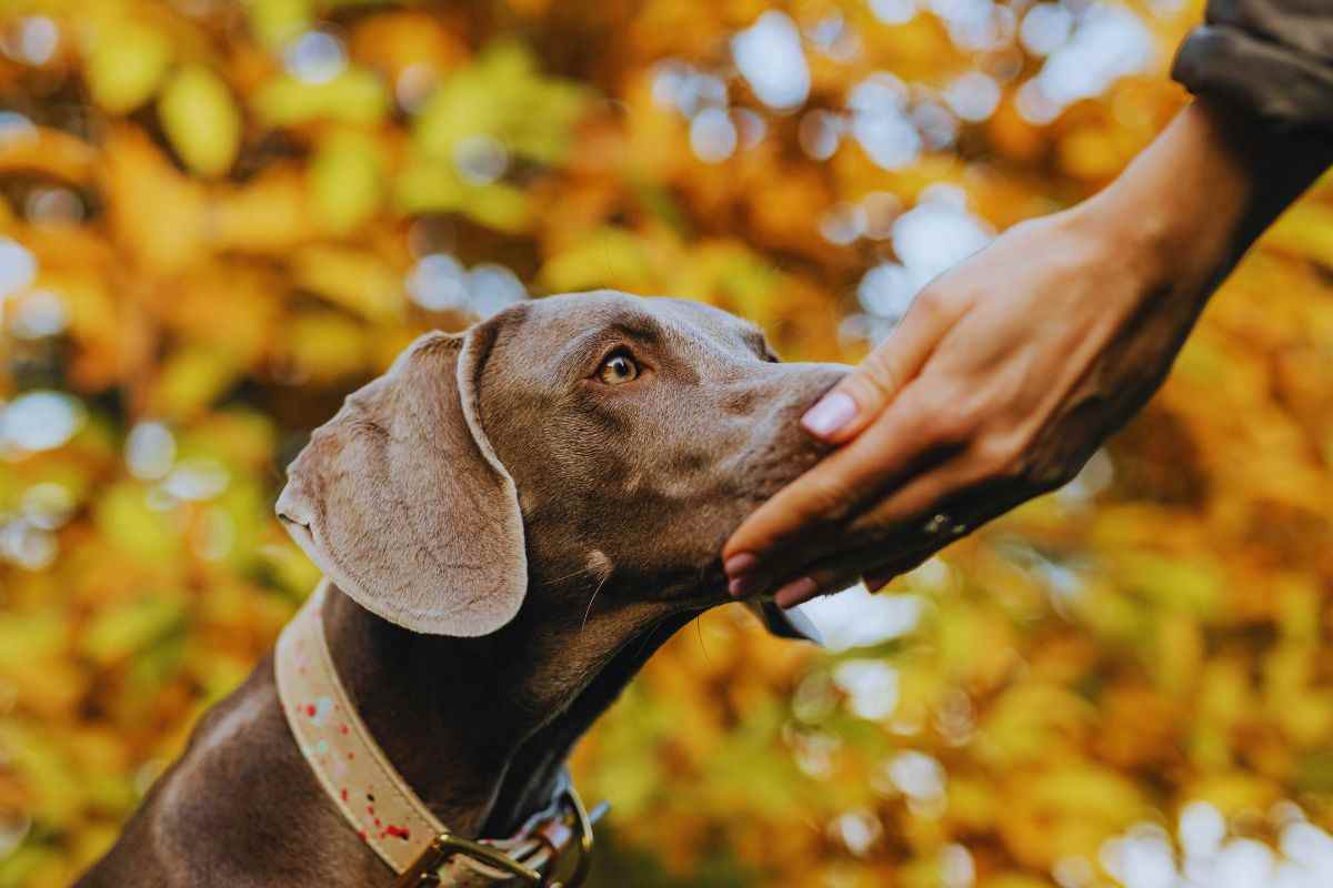 il sostegno del cane nelle malattie