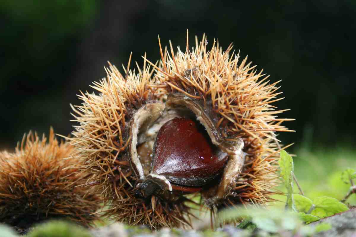 castagne matte rischi salute