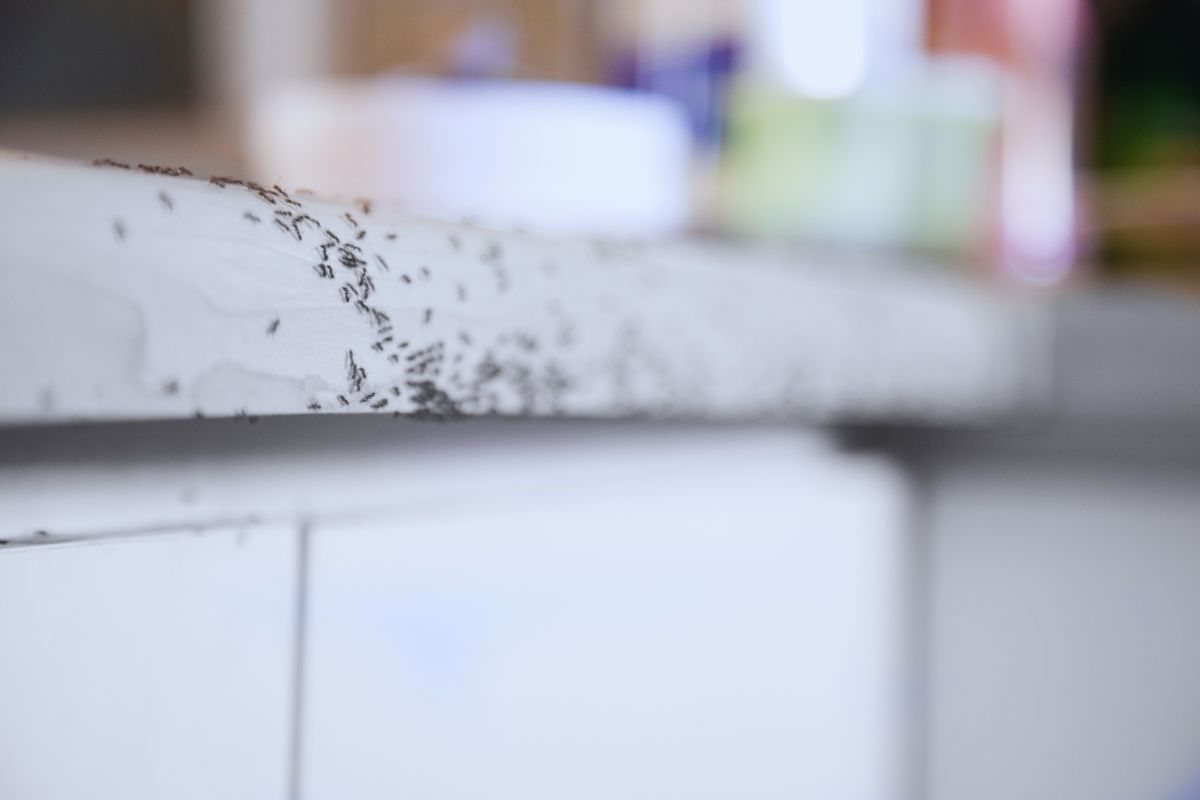 i metodi per eliminare le formiche