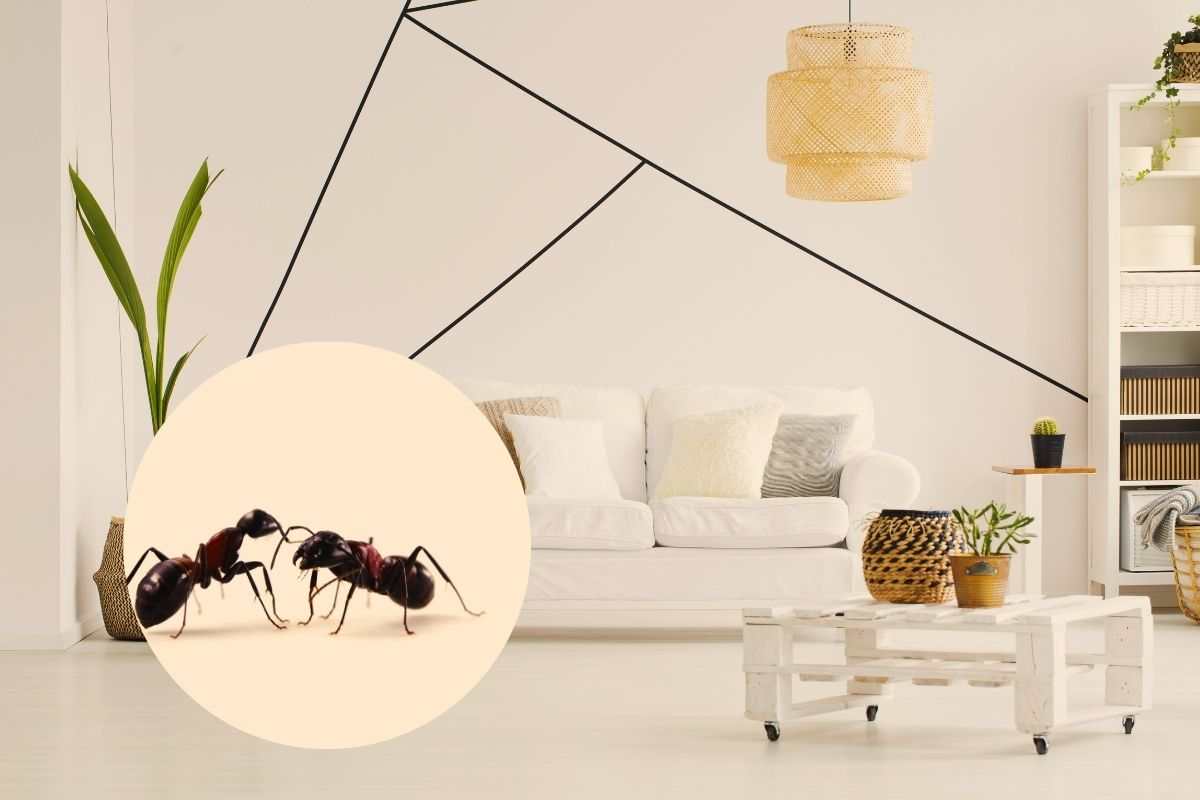 come eliminare le formiche