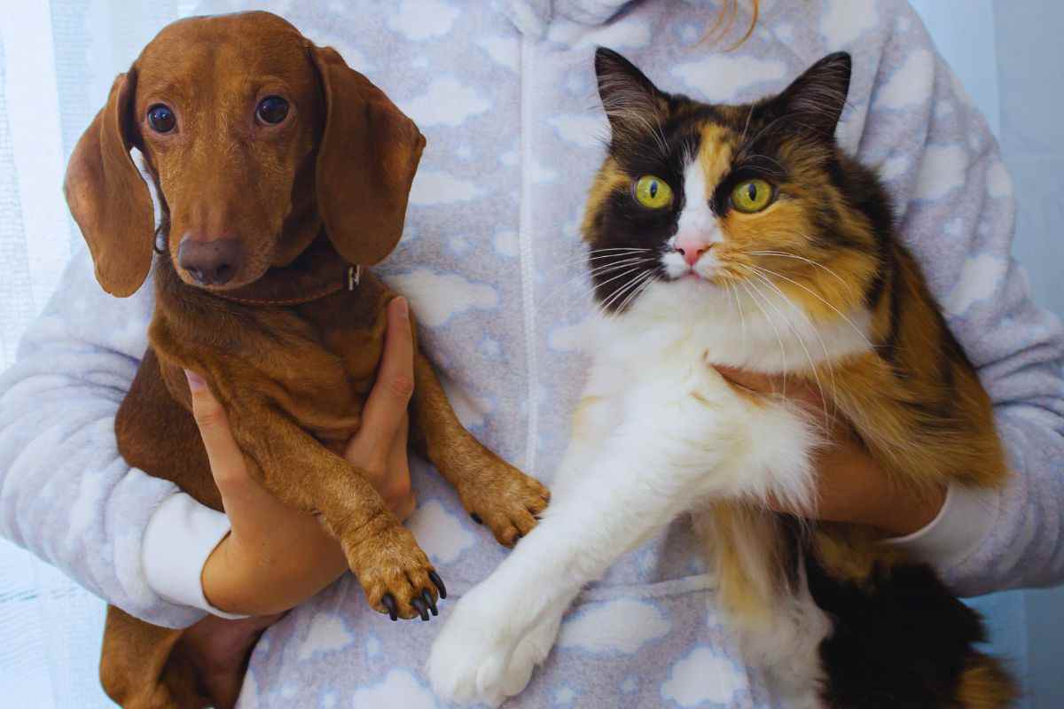 preoccupazione per la possibile tassa sugli animali domestici