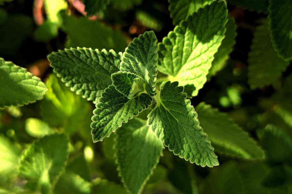 alternativa detersivi