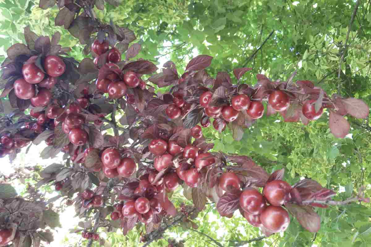 Oltre alla funzione produttiva, l’ameixeira contribuisce al comfort ambientale: la sua chioma densa crea un’ombra naturale che rende più gradevoli