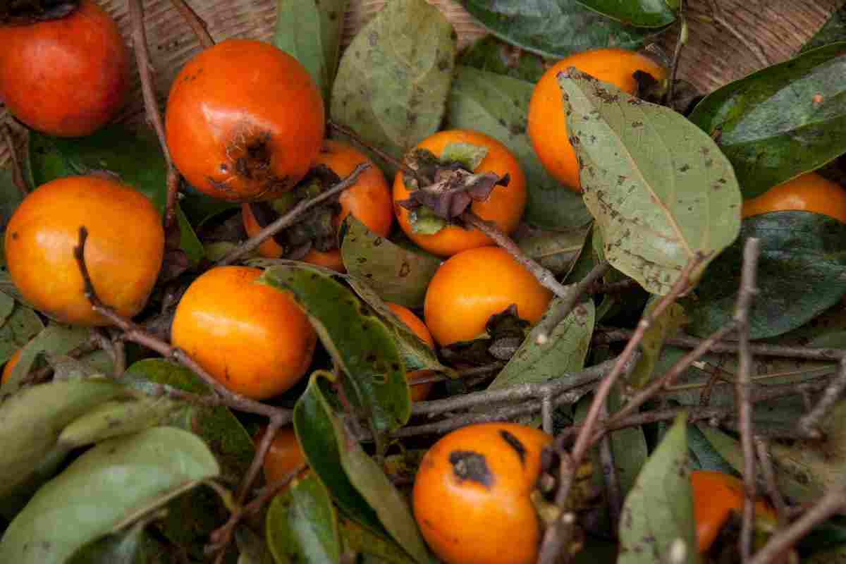 macchie sul cachi quando possiamo mangiarle quando possiamo buttarle