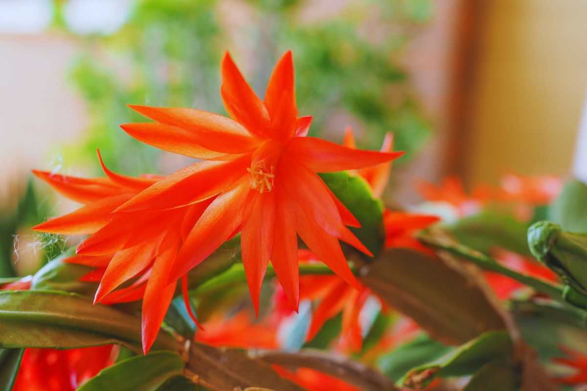 come prendersi cura del cactus di natale