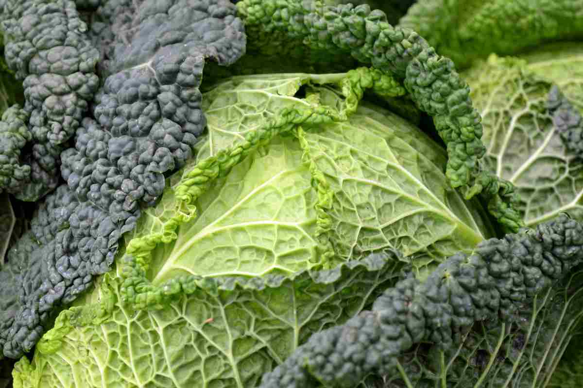 L'ortaggio dell'inverno è buono e miracoloso