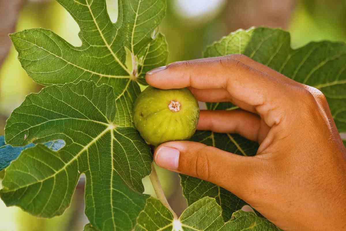 i rischi nella raccolta dei fichi