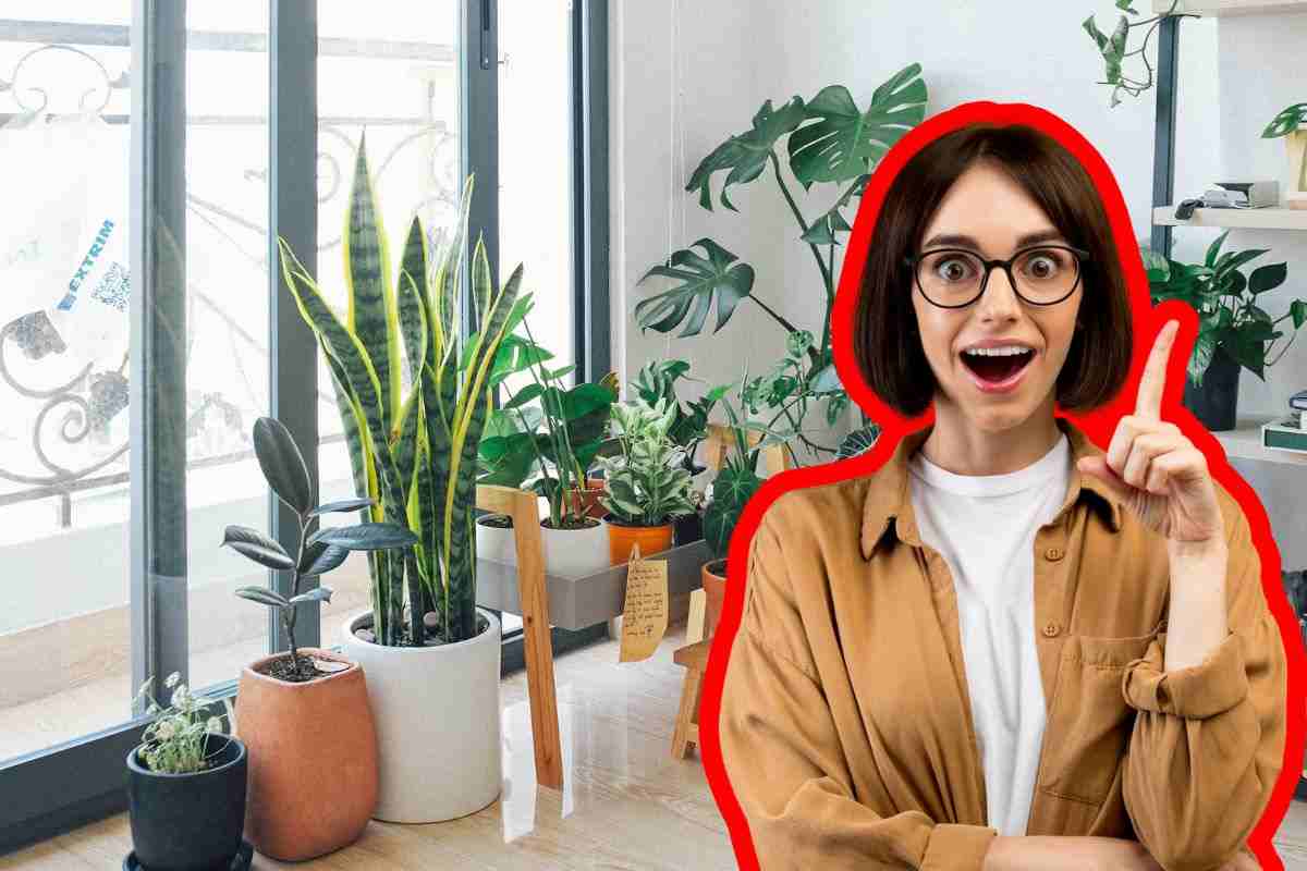 come valorizzare il verde in casa: i trucchi per scegliere e posizionare le piante